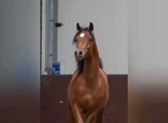 Arabian horses, Gelding, 4 years, 15.1 hh, Rabicano
