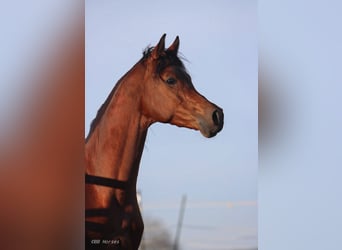 Arabian horses, Gelding, 4 years, 15.2 hh, Brown