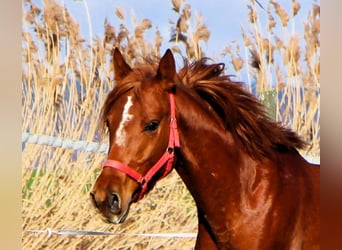 Arabian horses, Gelding, 4 years, 15.2 hh, Chestnut-Red