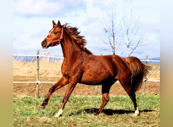 Arabian horses, Gelding, 4 years, 15.2 hh, Chestnut-Red