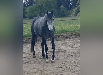 Arabian horses, Gelding, 4 years, 15.2 hh, Gray-Dapple