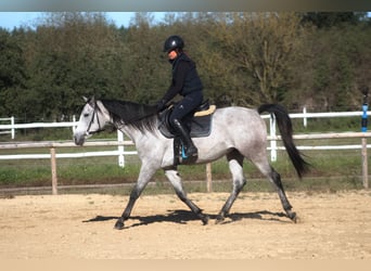 Arabian horses, Gelding, 4 years, 15.2 hh, Gray