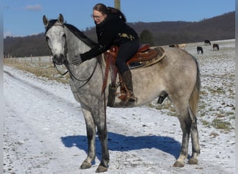 Arabian horses, Gelding, 4 years, 15,2 hh, Gray