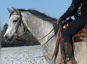 Arabian horses, Gelding, 4 years, 15,2 hh, Gray