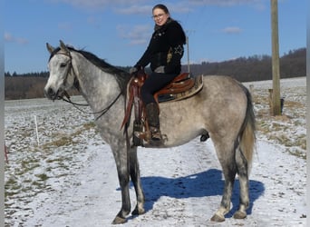 Arabian horses, Gelding, 4 years, 15,2 hh, Gray