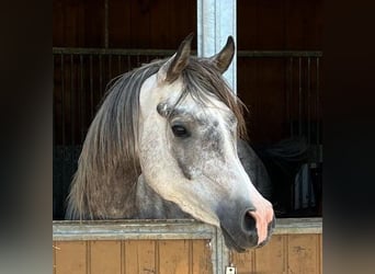 Arabian horses, Gelding, 4 years, 15.3 hh, Gray