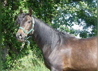Arabian horses, Gelding, 4 years, 15 hh, Bay-Dark