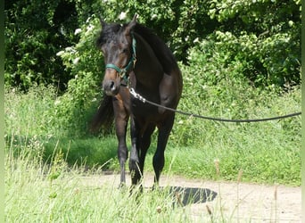 Arabian horses, Gelding, 4 years, 15 hh, Bay-Dark