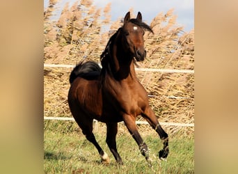 Arabian horses, Gelding, 4 years, 15 hh, Bay-Dark