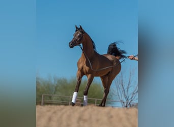 Arabian horses, Gelding, 4 years, 15 hh, Bay