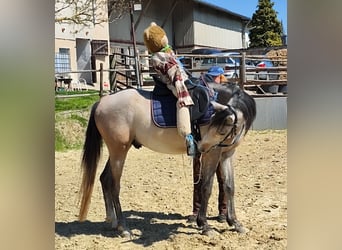 Arabian horses, Gelding, 4 years, 15 hh, Brown Falb mold