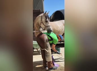 Arabian horses, Gelding, 4 years, 15 hh, Brown Falb mold