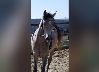 Arabian horses, Gelding, 4 years, 15 hh, Brown Falb mold