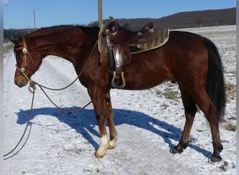 Arabian horses, Gelding, 4 years, 15 hh, Brown