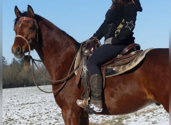 Arabian horses, Gelding, 4 years, 15 hh, Brown