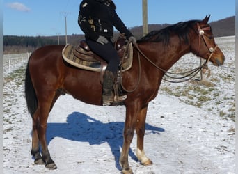 Arabian horses, Gelding, 4 years, 15 hh, Brown