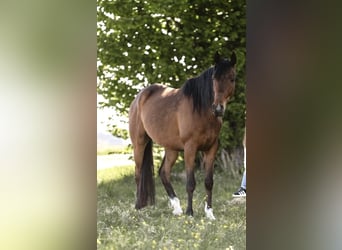 Arabian horses, Gelding, 4 years, 15 hh, Brown