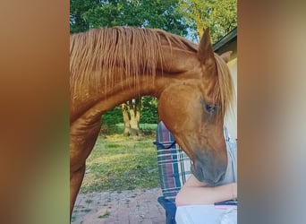 Arabian horses, Gelding, 4 years, 15 hh, Chestnut-Red