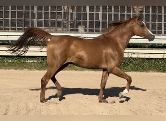 Arabian horses, Gelding, 4 years, 15 hh, Chestnut-Red