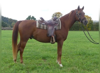Arabian horses, Gelding, 4 years, 15 hh, Chestnut-Red