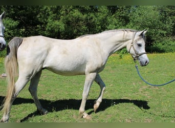 Arabian horses, Gelding, 4 years, 15 hh, Grey