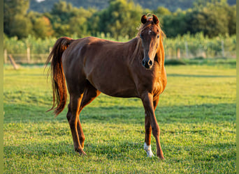 Arabian horses, Gelding, 4 years, 15,1 hh, Chestnut-Red