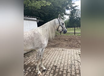 Arabian horses, Gelding, 4 years, 15,1 hh, Grey-Dapple