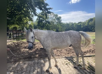 Arabian horses, Gelding, 4 years, 15,1 hh, Grey-Dapple