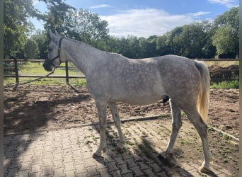Arabian horses, Gelding, 4 years, 15,1 hh, Grey-Dapple