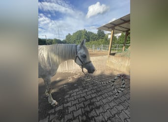 Arabian horses, Gelding, 4 years, 15,1 hh, Grey-Dapple