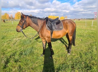 Arabian horses, Gelding, 4 years, 15,2 hh, Brown