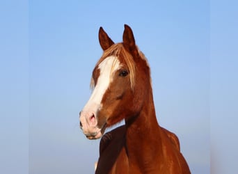 Arabian horses, Gelding, 4 years, 15,2 hh, Chestnut-Red