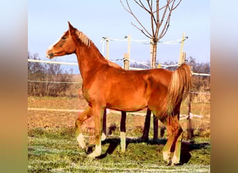 Arabian horses, Gelding, 4 years, 15,2 hh, Chestnut-Red