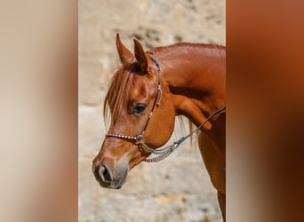Arabian horses, Gelding, 4 years, Chestnut-Red