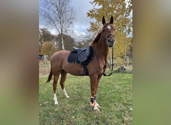 Arabian horses, Gelding, 5 years, 14,2 hh, Chestnut-Red