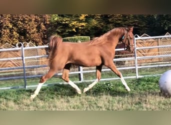 Arabian horses, Gelding, 5 years, 14,2 hh, Chestnut-Red