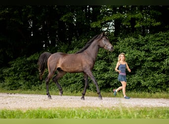 Arabian horses, Gelding, 5 years, 14.3 hh, Black