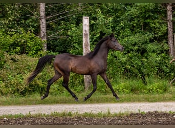 Arabian horses, Gelding, 5 years, 14.3 hh, Black