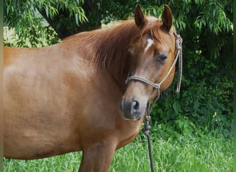 Arabian horses, Gelding, 5 years, 14.3 hh, Chestnut-Red