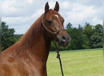 Arabian horses, Gelding, 5 years, 14.3 hh, Chestnut-Red