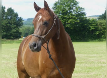 Arabian horses, Gelding, 5 years, 14.3 hh, Chestnut-Red