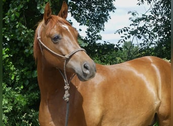 Arabian horses, Gelding, 5 years, 14.3 hh, Chestnut-Red