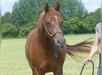 Arabian horses, Gelding, 5 years, 14.3 hh, Chestnut-Red