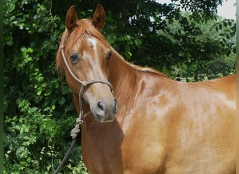 Arabian horses, Gelding, 5 years, 14.3 hh, Chestnut-Red