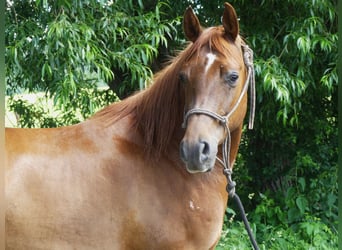 Arabian horses, Gelding, 5 years, 14.3 hh, Chestnut-Red