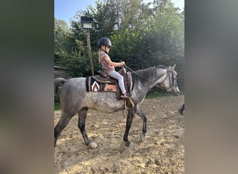 Arabian horses, Gelding, 5 years, 14,3 hh, Gray-Dapple