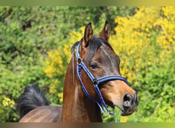 Arabian horses, Gelding, 5 years, 14,3 hh, Smoky-Black