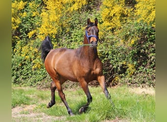 Arabian horses, Gelding, 5 years, 14,3 hh, Smoky-Black