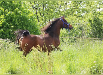 Arabian horses, Gelding, 5 years, 14,3 hh, Smoky-Black