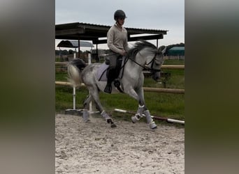 Arabian horses, Gelding, 5 years, 14,2 hh, Grey-Dapple